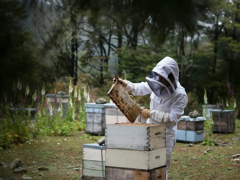Beekeeper at work